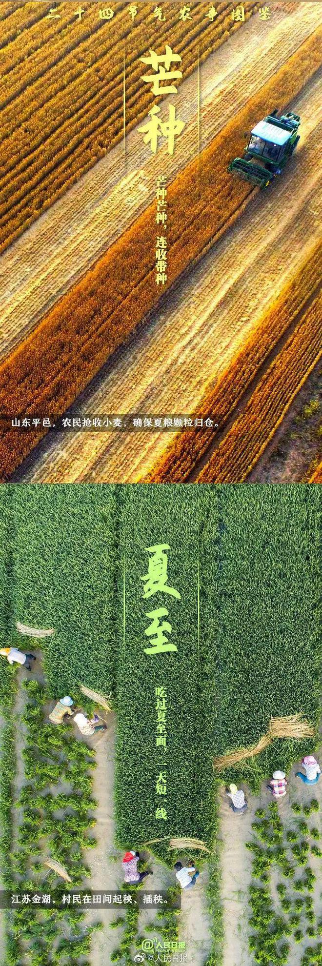 育夏芹菜种植技术_育芹菜苗的方法_育芹菜苗用什么方法不死