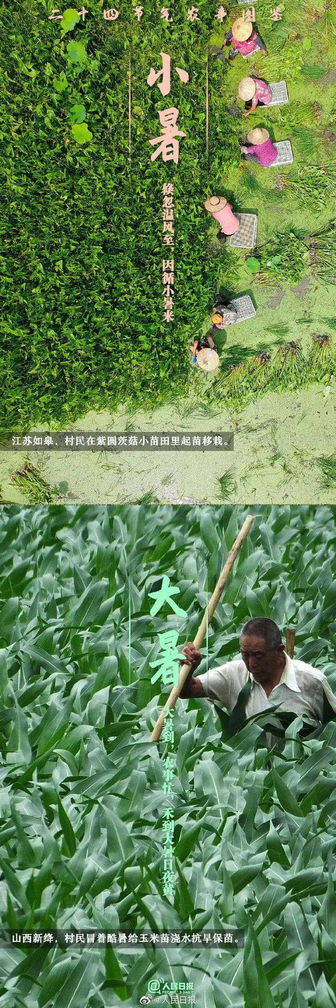 育芹菜苗的方法_育芹菜苗用什么方法不死_育夏芹菜种植技术