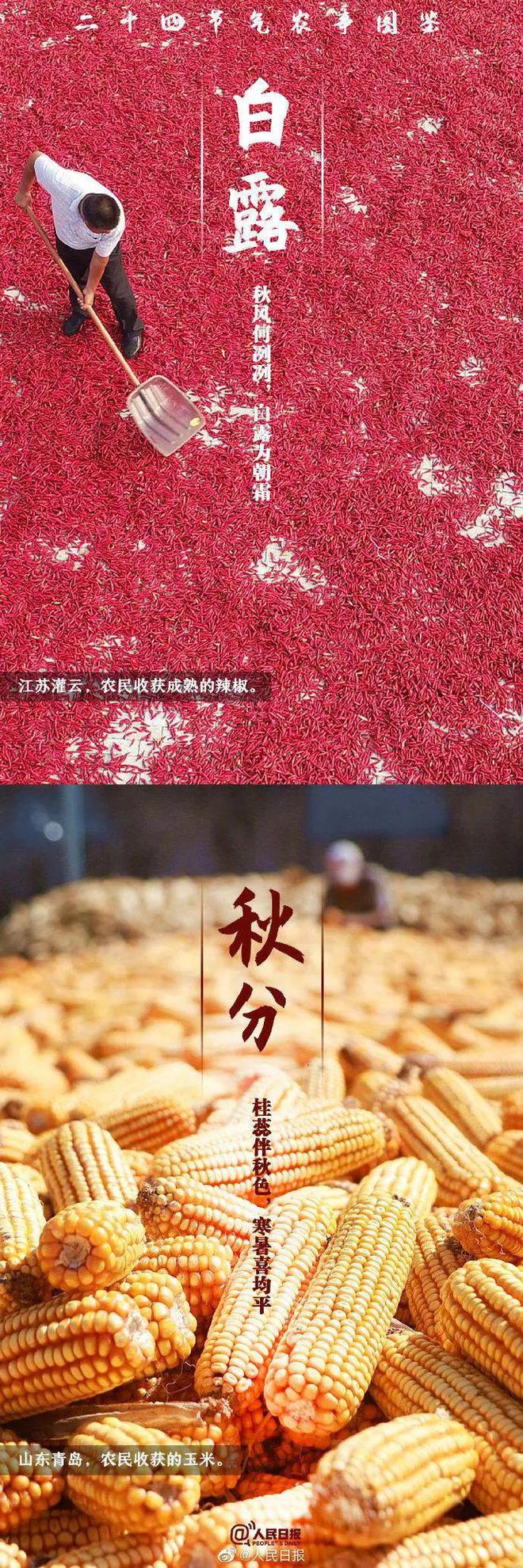 育夏芹菜种植技术_育芹菜苗用什么方法不死_育芹菜苗的方法