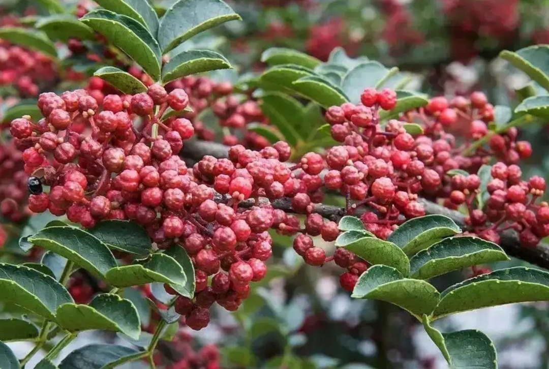 致富经种花椒_花椒致富路_致富经花椒种植技术