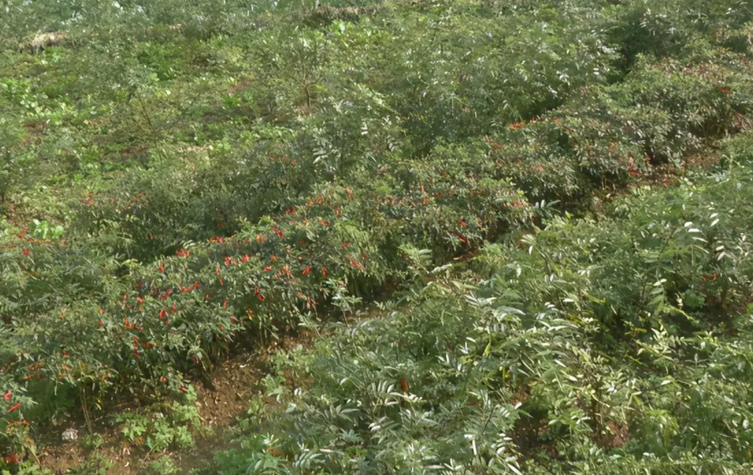 致富经种花椒_花椒致富路_致富经花椒种植技术