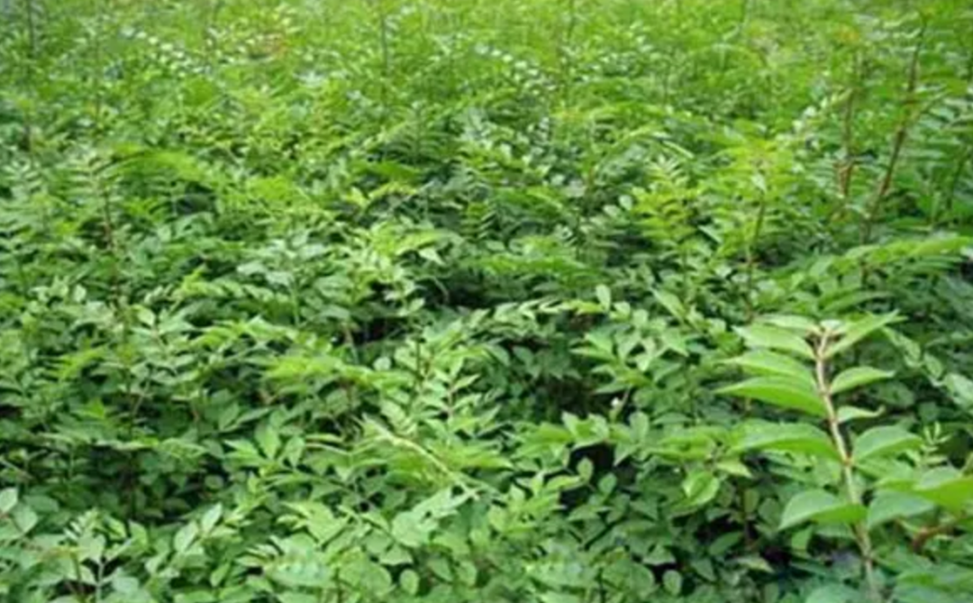 致富经花椒种植技术_致富经种花椒_花椒致富路