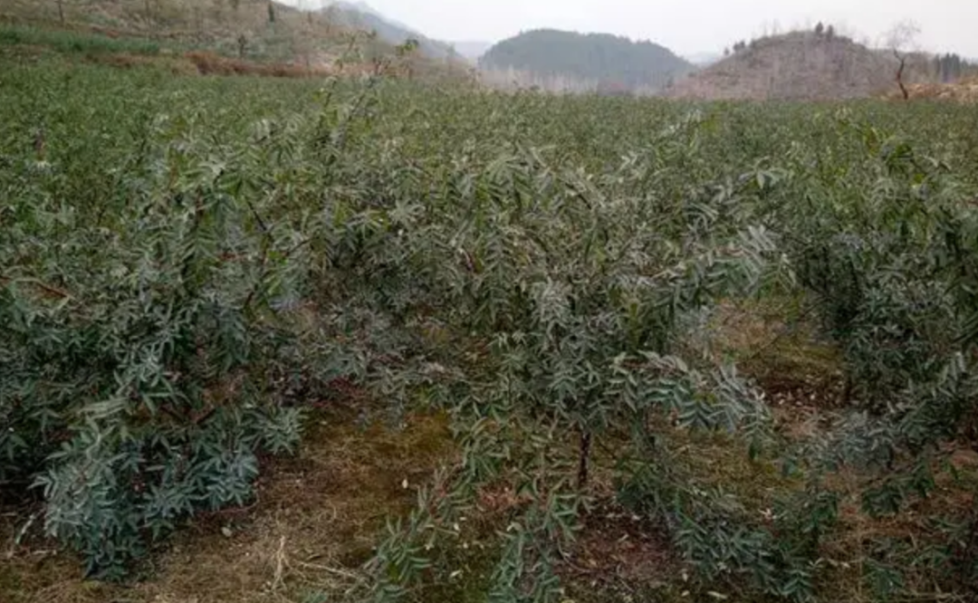 花椒致富路_致富经花椒种植技术_致富经种花椒