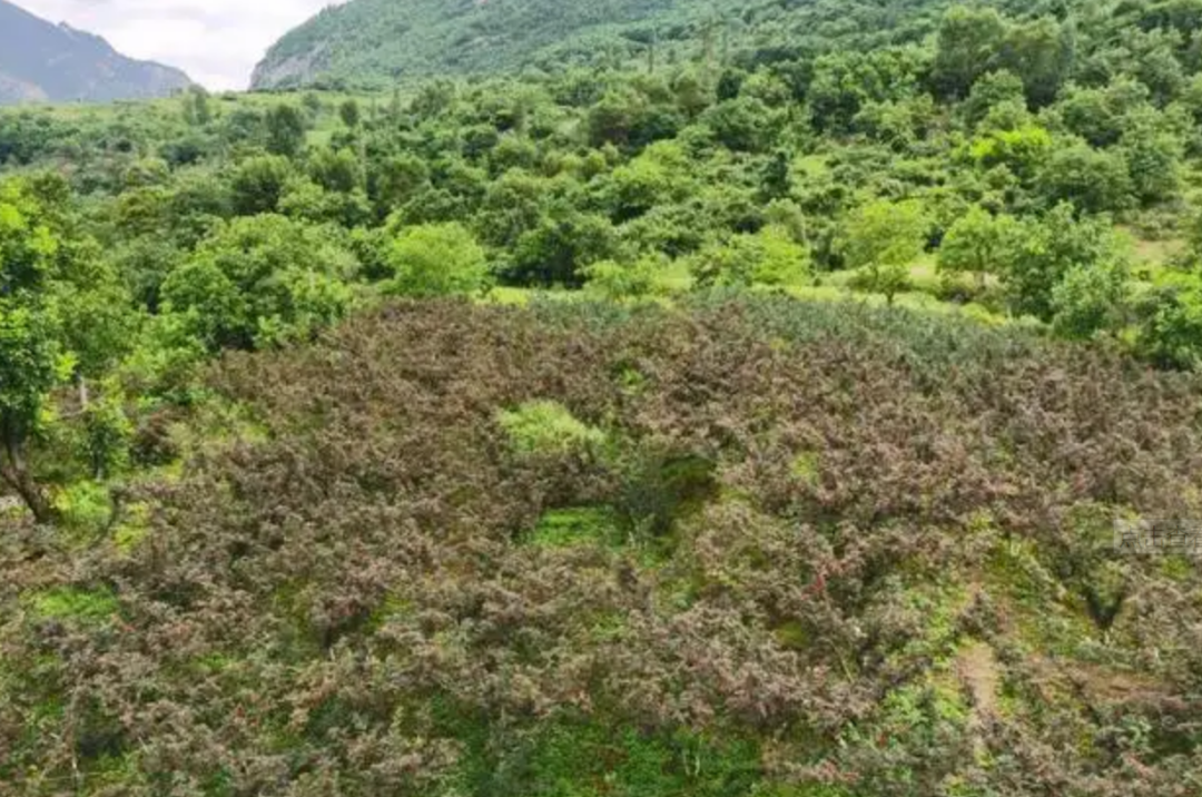 花椒致富路_致富经种花椒_致富经花椒种植技术