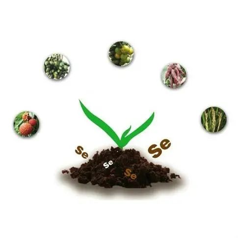农广天马铃薯种植技术_马铃薯种植新技术_农广天地马铃薯栽培与管理