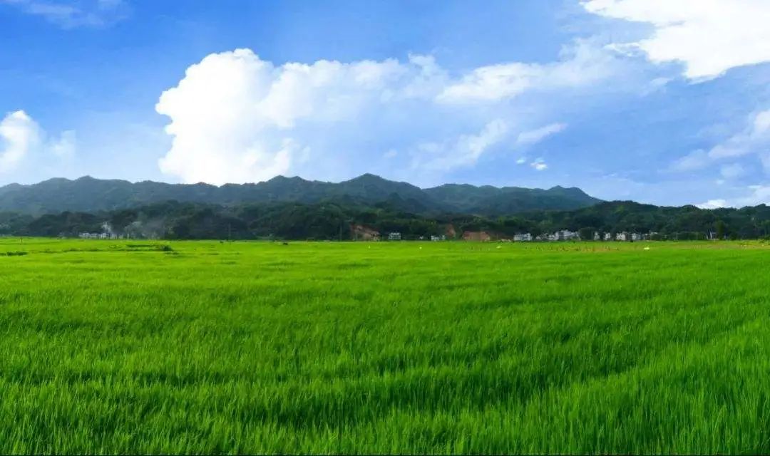 农广天马铃薯种植技术_农广天地马铃薯栽培与管理_马铃薯种植新技术