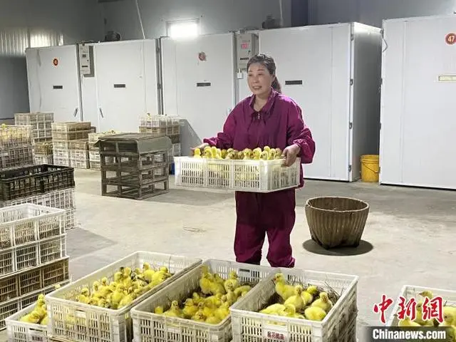 皖西白鹅多少钱一斤_皖西白鹅养殖_致富经皖西白鹅