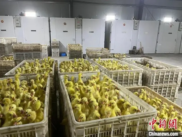 致富经皖西白鹅_皖西白鹅多少钱一斤_皖西白鹅养殖