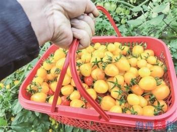 五彩小番茄 藏着大门道 厦门翔安多品种番茄喜迎丰收