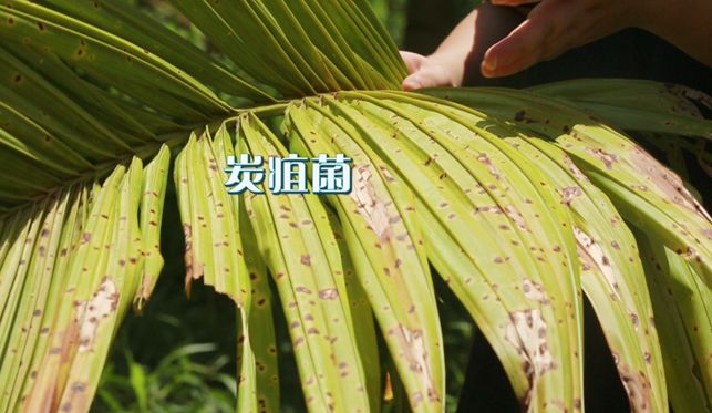 台湾槟榔种植技术_种植槟榔台湾技术要求_种植槟榔台湾技术怎么样