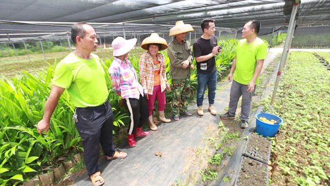 种植槟榔台湾技术要求_台湾槟榔种植技术_种植槟榔台湾技术怎么样