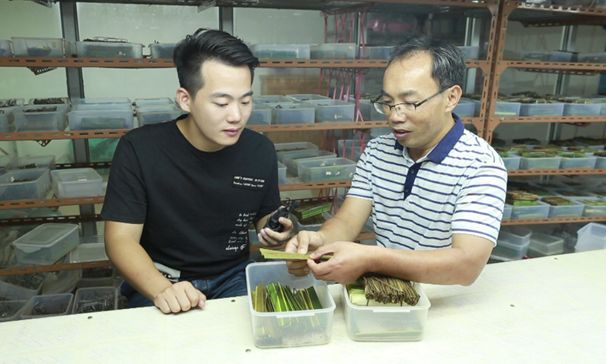 种植槟榔台湾技术怎么样_台湾槟榔种植技术_种植槟榔台湾技术要求
