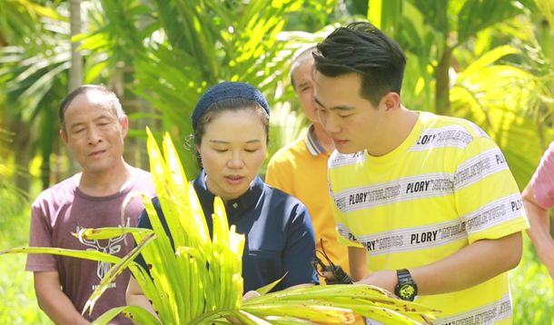 种植槟榔台湾技术怎么样_台湾槟榔种植技术_种植槟榔台湾技术要求
