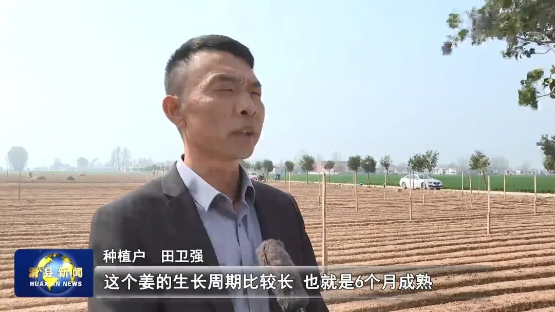 生姜种植致富_致富经生姜种殖_致富经生姜种植技术视频