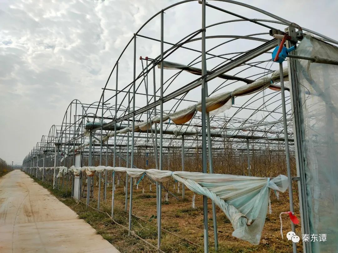 致富石榴养殖方法视频_致富石榴养殖方法图片_石榴养殖方法致富