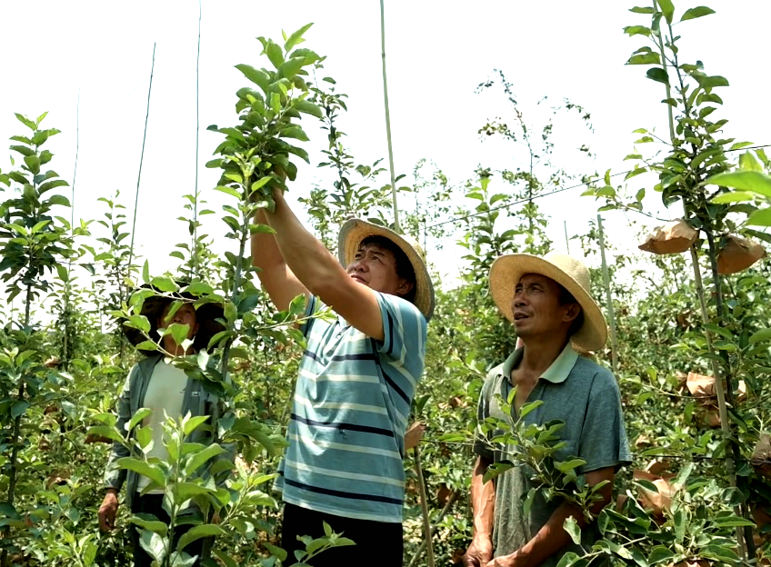 早熟苹果树新品种_致富种植早熟苹果图片_早熟苹果种植致富