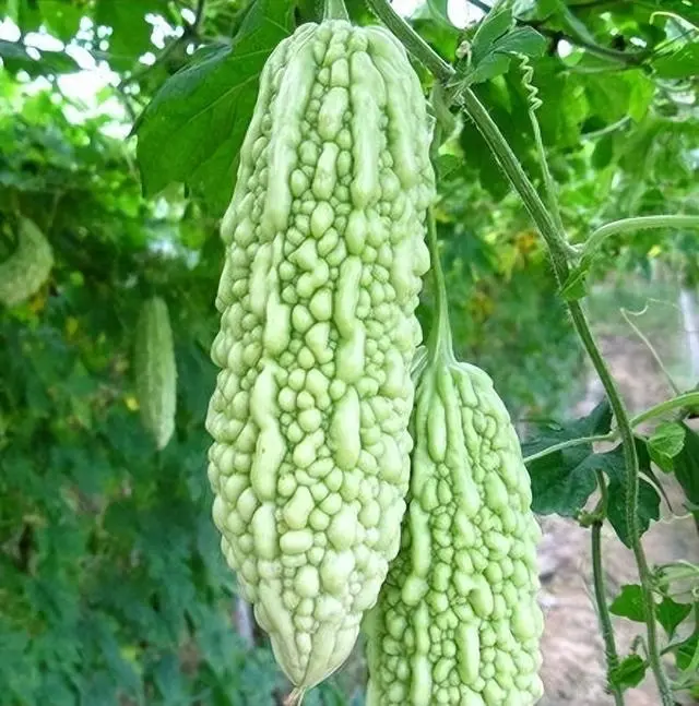 苦瓜种植技术与管理_苦瓜种植技术与管理法视频_苦瓜的种植技术