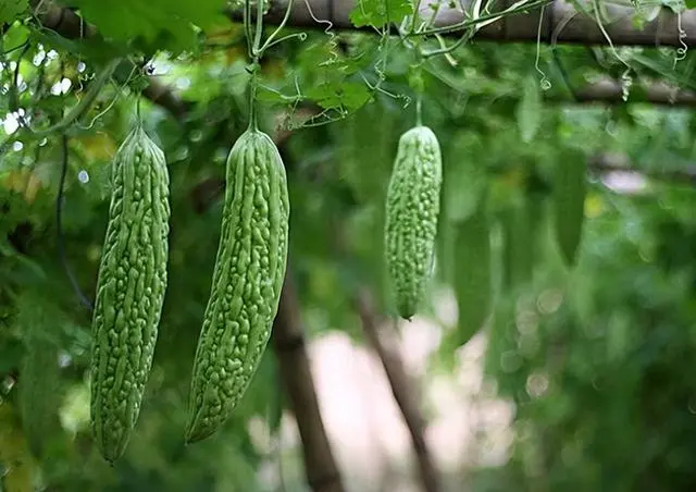 苦瓜的种植技术_苦瓜种植技术与管理法视频_苦瓜种植技术与管理