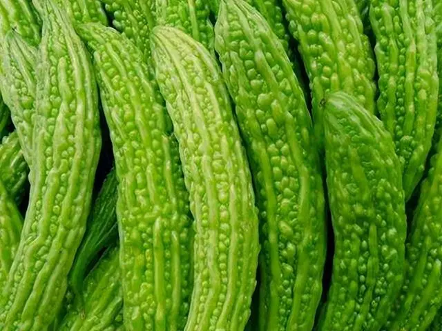 苦瓜的种植技术_苦瓜种植技术与管理_苦瓜种植技术与管理法视频