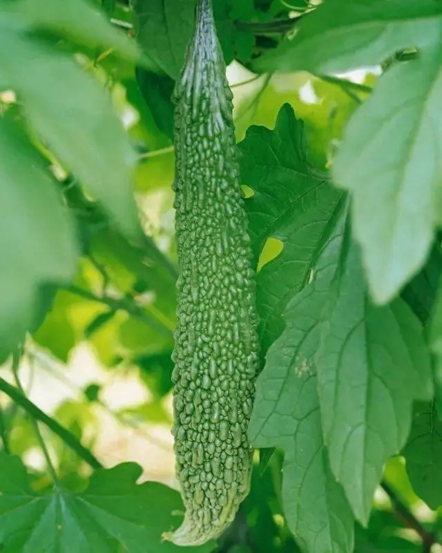 苦瓜种植技术与管理法视频_苦瓜种植技术与管理_苦瓜的种植技术