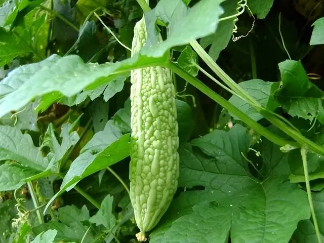 苦瓜种植技术与管理_苦瓜的种植技术_苦瓜种植技术与管理法视频