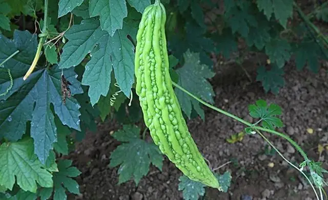苦瓜种植技术与管理法视频_苦瓜的种植技术_苦瓜种植技术与管理