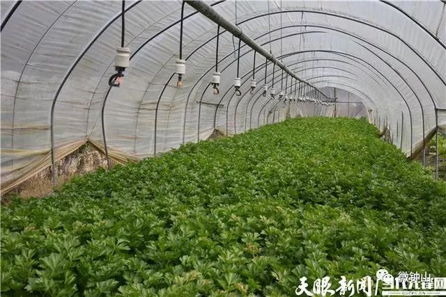 养羊肚菌赚钱吗_致富经羊肚菌养殖_羊肚菌养殖骗局