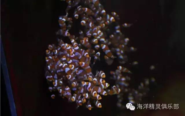技术宅|轮虫的培养和保存技术！