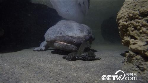 卖好凶猛大丑鱼 水中生出黑金子