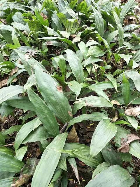 福建省厦门市毛慈菇种子种植技术