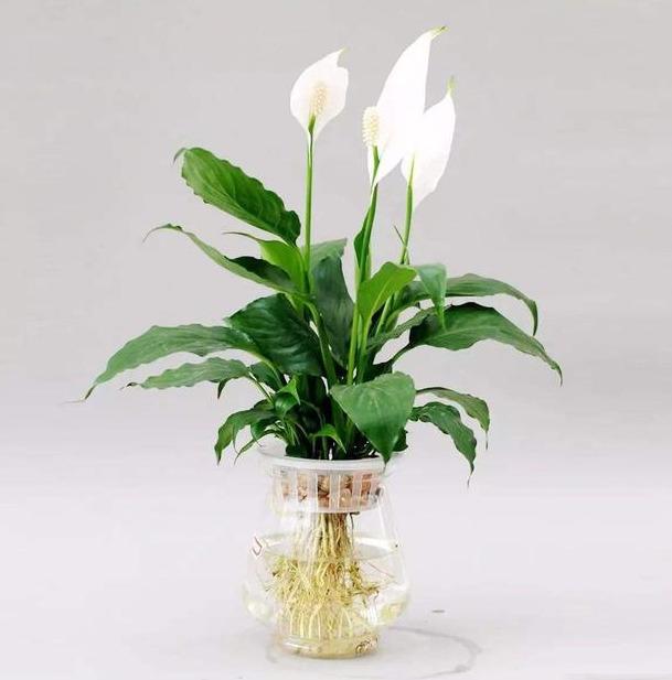 家庭水上种植水下养殖技术_水养植物怎么栽_水培养殖技术