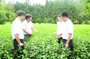 银行支持种植致富_种植致富经_种植致富业