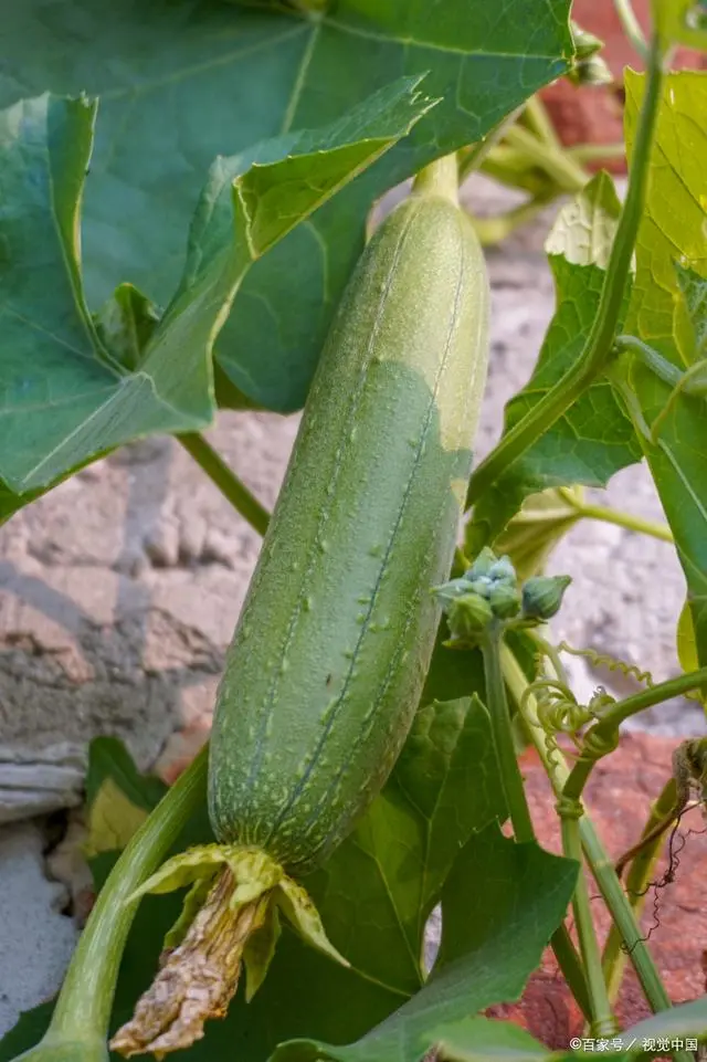 种丝瓜的季节和方法视频_冬季丝瓜种植技术视频_丝瓜种植条件温度