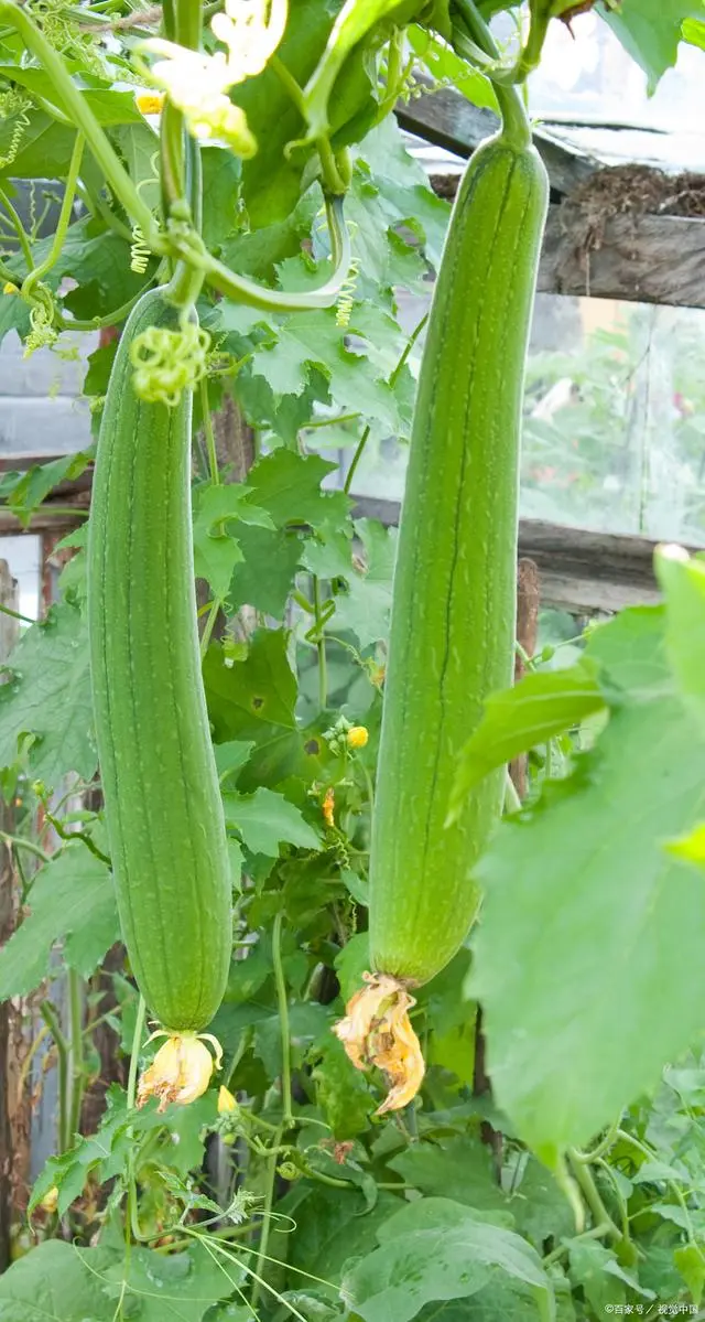 冬季丝瓜种植技术视频_丝瓜种植条件温度_种丝瓜的季节和方法视频
