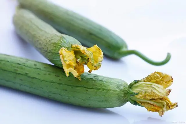 冬季丝瓜种植技术视频_种丝瓜的季节和方法视频_丝瓜种植条件温度