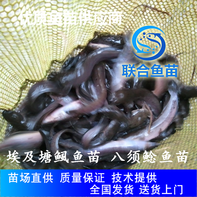 广州鱼苗八须鲶鱼苗 八须鲶鱼苗 埃及塘虱鱼苗淡水鱼养殖技术