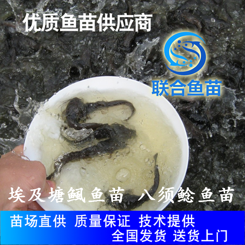 广州鱼苗八须鲶鱼苗 八须鲶鱼苗 埃及塘虱鱼苗淡水鱼养殖技术