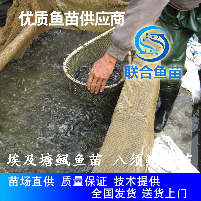广州鱼苗八须鲶鱼苗 八须鲶鱼苗 埃及塘虱鱼苗淡水鱼养殖技术