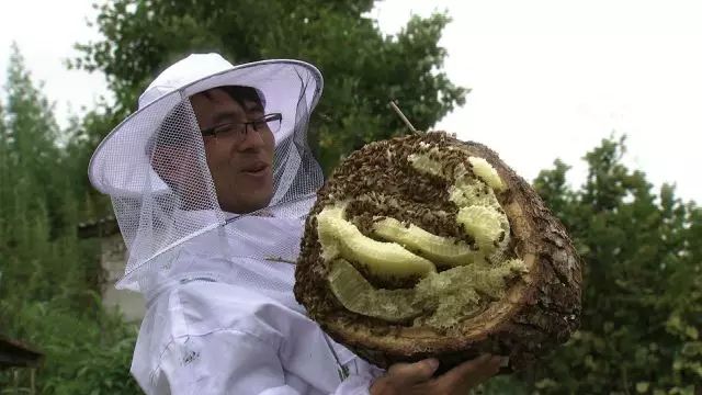 致富蜂蜜央视曝光视频_央视致富经蜂蜜_致富经养蜂蜜全视频