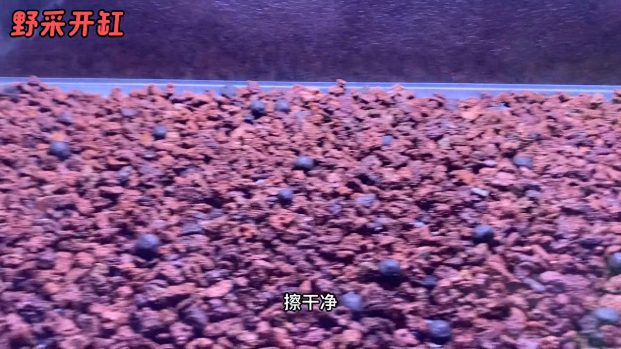 野采开缸 你会去野采吗？野采的鱼你怎么处理？#观赏鱼