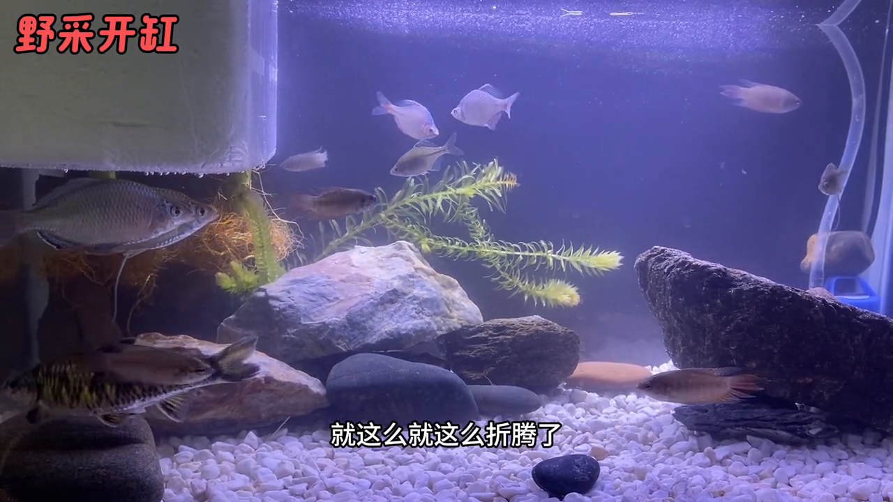 视频野生养殖黑鱼技术大全_野生黑鱼养殖技术视频_野生黑鱼怎么养活