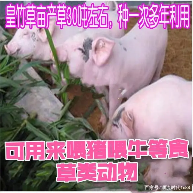 巨因草种植_巨皇草的种植技术_草种种植技术