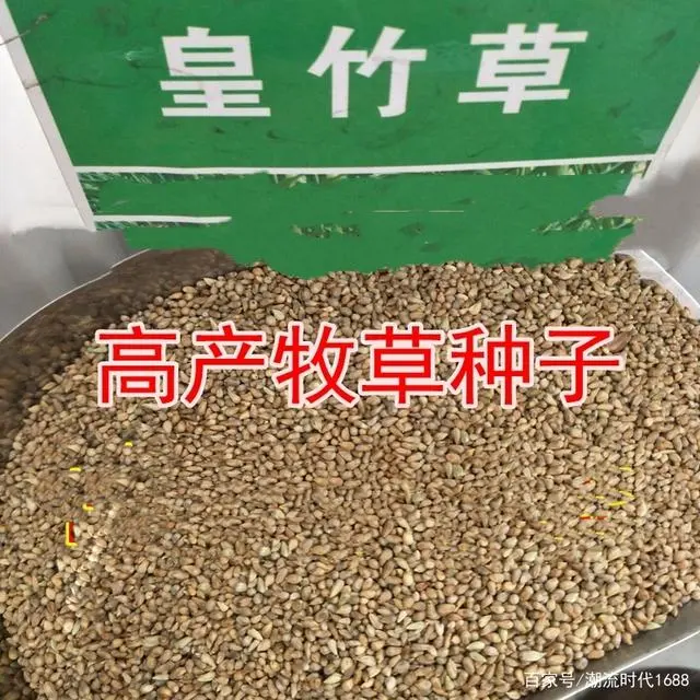 巨皇草的种植技术_巨因草种植_草种种植技术