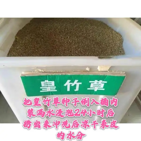 草种种植技术_巨皇草的种植技术_巨因草种植