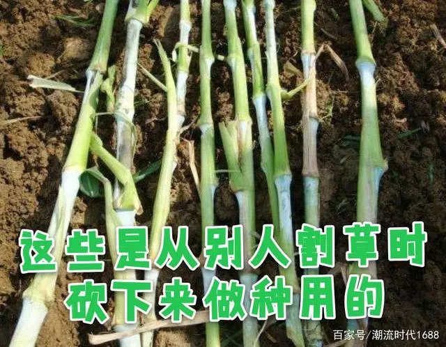 巨皇草的种植技术_巨因草种植_草种种植技术