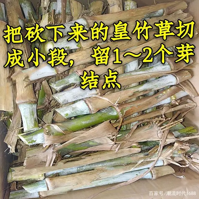 巨皇草的种植技术_巨因草种植_草种种植技术