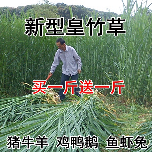 巨因草种植_巨皇草的种植技术_草种种植技术