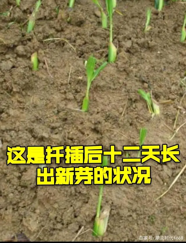 巨因草种植_草种种植技术_巨皇草的种植技术