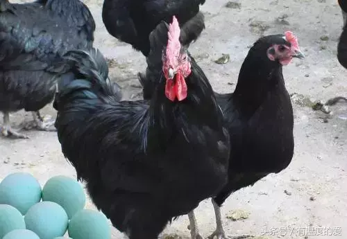 致富经养黑乌鸡全视频_黑羽乌鸡致富经_黑羽乌鸡价格