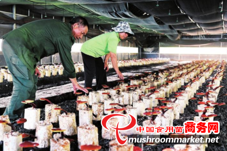 湖南省宜章县：小灵芝撑起“致富伞” 为乡村振兴注入新的活力